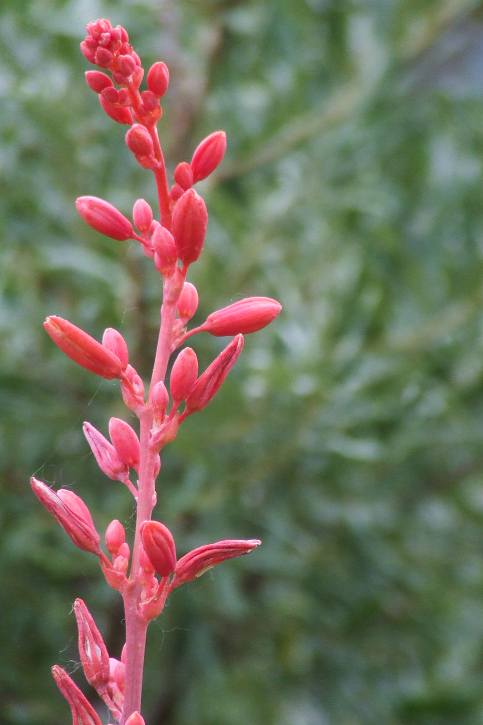 Red Hesperaloe